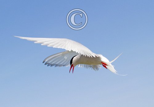 Arctic Turn in Flight DM1487